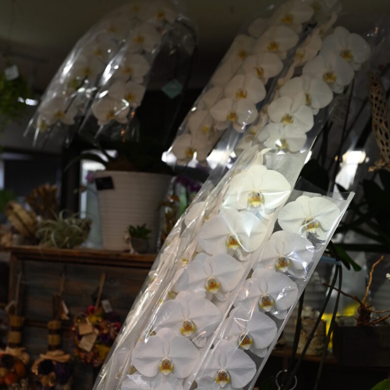 胡蝶蘭　3本立ち